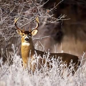 Meet your Posher, Micah